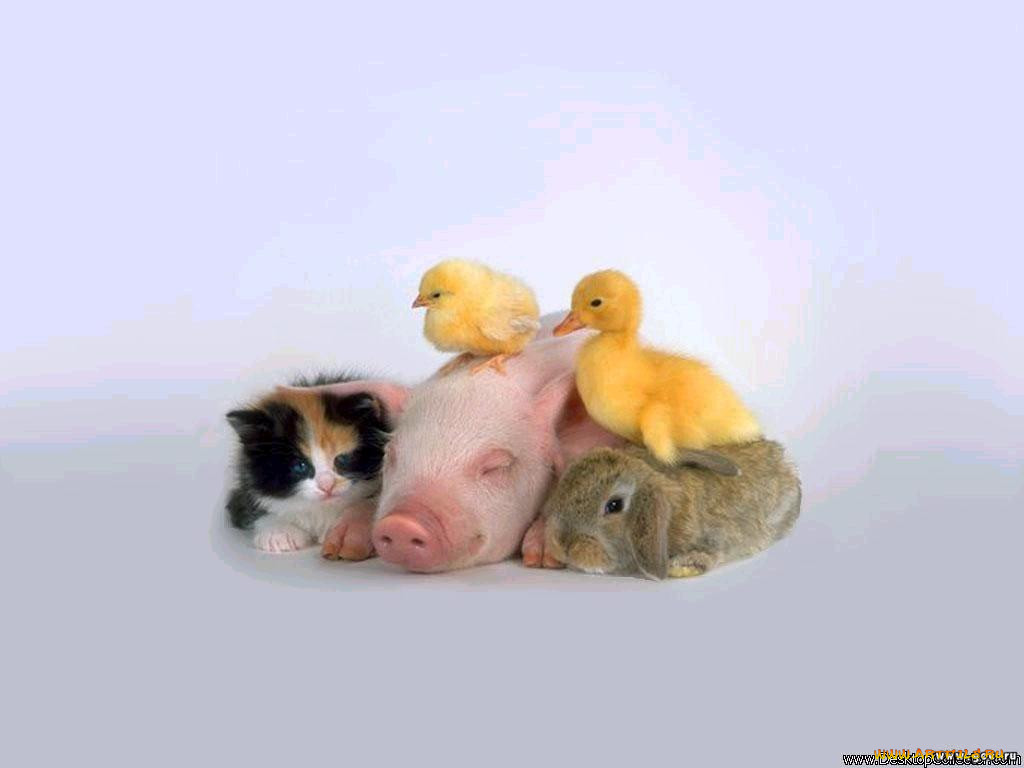 , , 